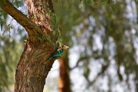Papel de parede Martim-pescador 4K · birds · 3840×2560