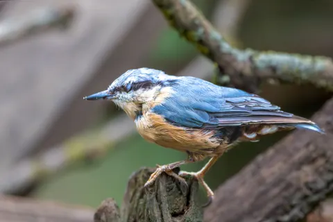 Kingfisher Bird 4K Wallpaper · birds · 3840×2560