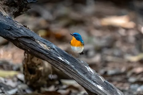 Kingfisher Bird 4K Wallpaper · birds · 3840×2560