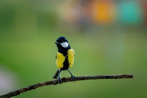 Sfondo Martin pescatore 4K · birds · 3840×2560