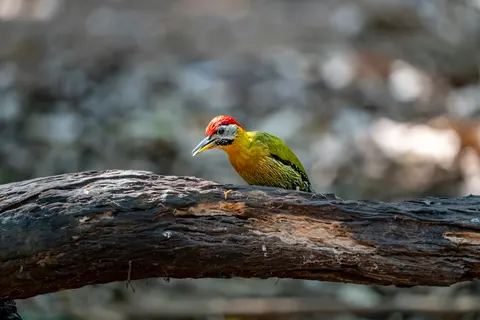 Tapeta Zimorodek 4K · birds · 3840×2560