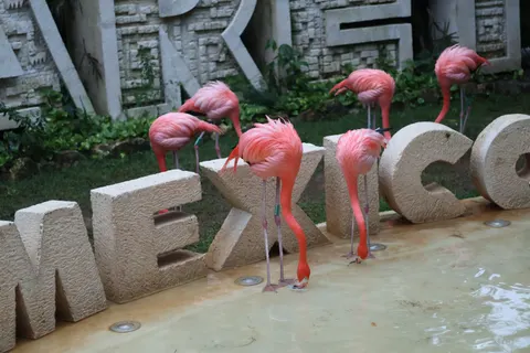 Flamingo Flock 4K Wallpaper · birds · 3840×2560