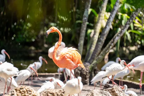 Flamingo Flock 4K Wallpaper · birds · 3840×2560
