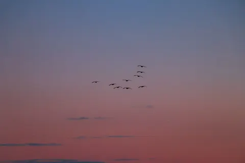Flamingo Flock 4K Wallpaper · birds · 3840×2560