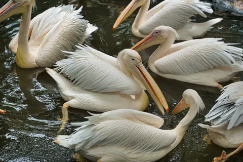 والپیپر دسته فلامینگو با کیفیت 4K · birds · 3840×2560