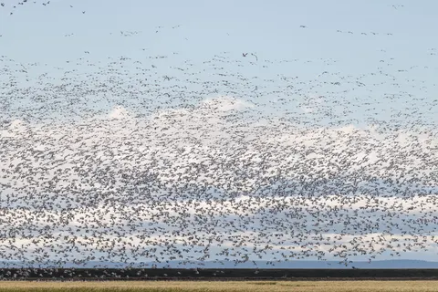 Flamingo Flock 4K Wallpaper · birds · 3840×2561