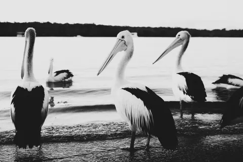 Flamingo Flock 4K Wallpaper · birds · 3840×2560