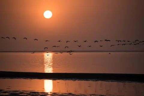 Flamingo Flock 4K Wallpaper · birds · 3840×2563