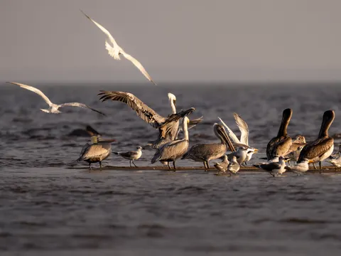 Flamingo Flock 4K Wallpaper · birds · 3840×2880