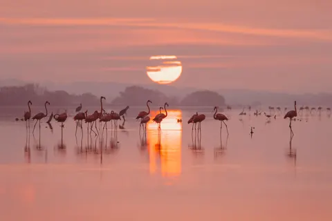 Flamingo Flock 4K Wallpaper · birds · 3840×2561