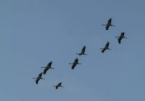 Flamingo Flock 4K Wallpaper · birds · 3840×2691