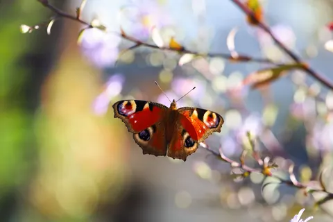 Kelebek 4K Duvar Kağıdı · animals · 3840×2560
