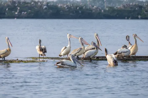 Flamingo Flock 4K Wallpaper · birds · 3840×2561