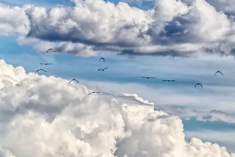 Flamingo Flock 4K Wallpaper · birds · 3840×2568