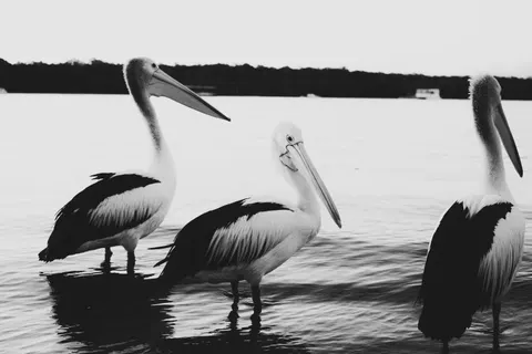 Flamingo Flock 4K Wallpaper · birds · 3840×2560