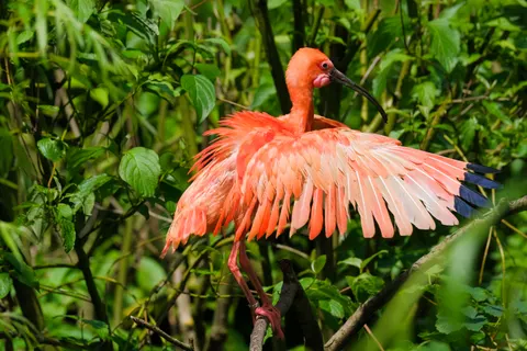 Flamingo Flock 4K Wallpaper · birds · 3840×2560