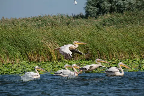 Flamingo Flock 4K Wallpaper · birds · 3840×2560