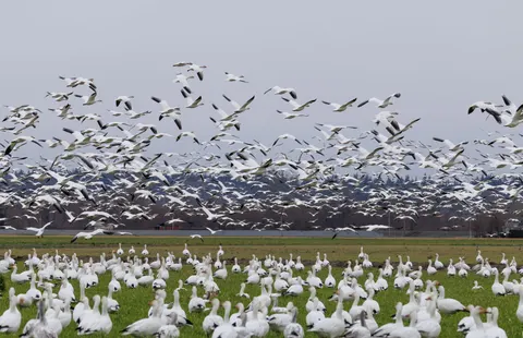 Flamingo Flock 4K Wallpaper · birds · 3840×2477