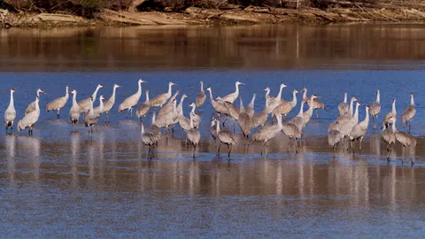 Flamingo Flock 4K Wallpaper · birds · 3840×2160
