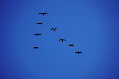 Flamingo Flock 4K Wallpaper · birds · 3840×2560