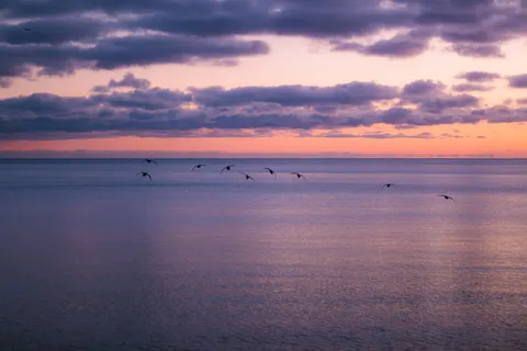 Flamingo Flock 4K Wallpaper · birds · 3840×2560