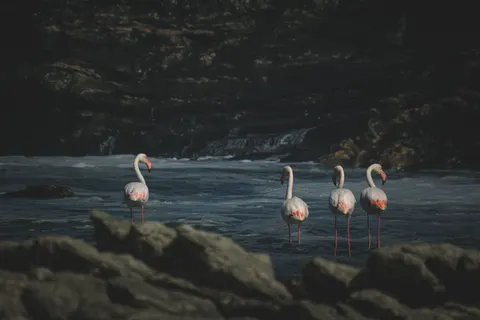 Flamingo Flock 4K Wallpaper · birds · 3840×2560