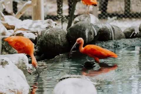 Flamingo Flock 4K Wallpaper · birds · 3840×2560