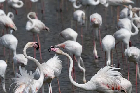 Flamingo Flock 4K Wallpaper · birds · 3840×2560