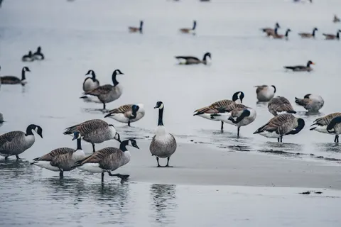 Wallpaper Kawanan flamingo 4K · birds · 3840×2560
