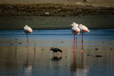 Flamingo Flock 4K Wallpaper · birds · 3840×2560