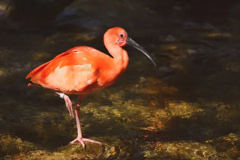 Flamingo Flock 4K Wallpaper · birds · 3840×2560