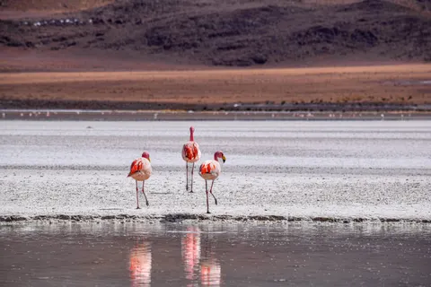 Flamingo Flock 4K Wallpaper · birds · 3840×2560