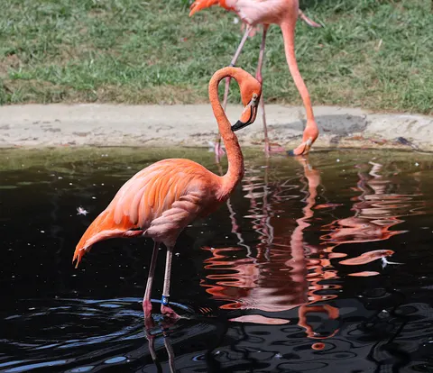Flamingo Flock 4K Wallpaper · birds · 3840×3316