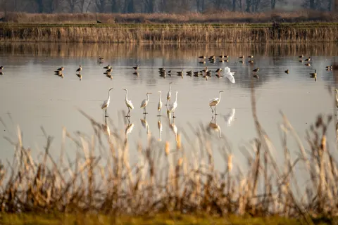 Flamingo Flock 4K Wallpaper · birds · 3840×2562