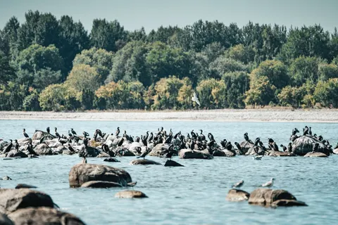 Flamingo Flock 4K Wallpaper · birds · 3840×2560