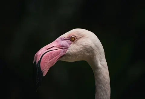 Flamingo Flock 4K Wallpaper · birds · 3840×2614