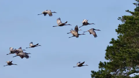 Flamingo Flock 4K Wallpaper · birds · 3840×2160