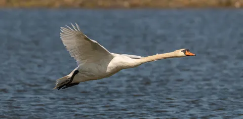 Elegant Swan 4K Wallpaper · birds · 3840×1884