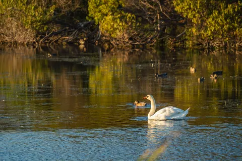 Elegant Swan 4K Wallpaper · birds · 3840×2560