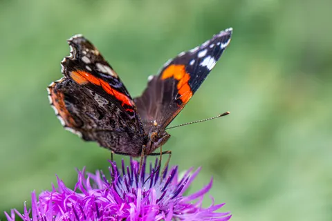 Fondo de pantalla Mariposa 4K · animals · 3840×2560