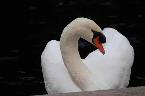 Elegant Swan 4K Wallpaper · birds · 3840×2560