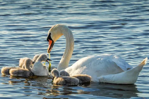 Elegant Swan 4K Wallpaper · birds · 3840×2560