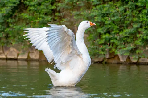 خلفية بجعة أنيقة بدقة 4K · birds · 3840×2560