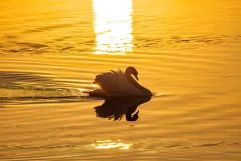 Elegant Swan 4K Wallpaper · birds · 3840×2560