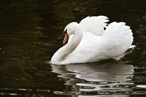Elegant Swan 4K Wallpaper · birds · 3840×2560