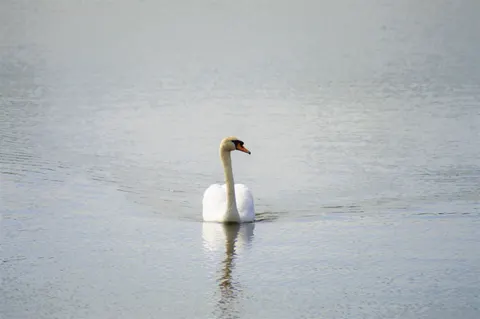 Elegant Swan 4K Wallpaper · birds · 3840×2553