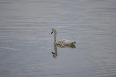 Elegant Swan 4K Wallpaper · birds · 3840×2561