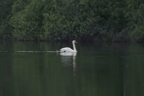 Elegant Swan 4K Wallpaper · birds · 3840×2561