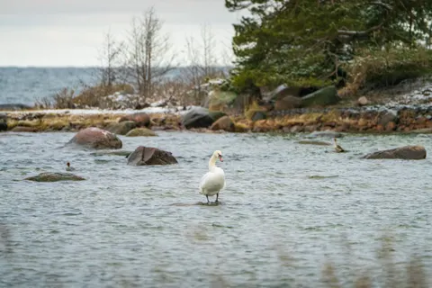 Elegant Swan 4K Wallpaper · birds · 3840×2560