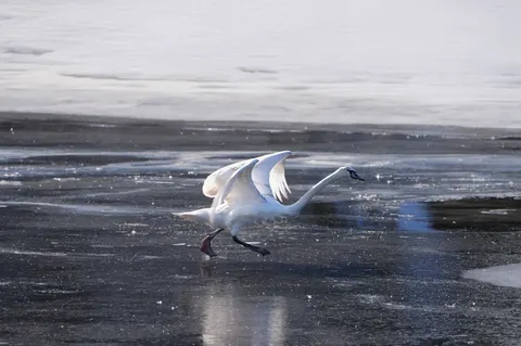 Elegant Swan 4K Wallpaper · birds · 3840×2559